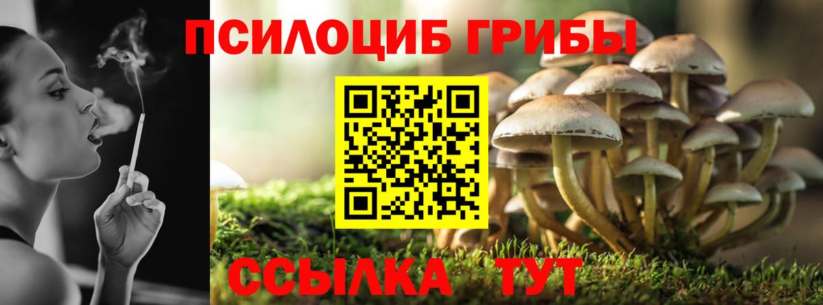 Галлюциногенные грибы Psilocybe Сочи